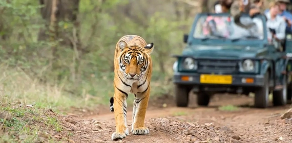 ranthambore tour packages