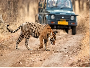 Ranthambore tour package 