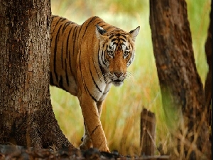 Top ranthambore travel package