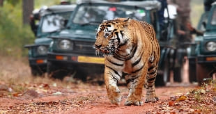 Jaipur Ranthambore pushkar day 4