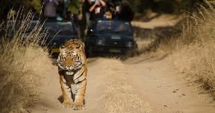 Jaipur Ranthambore Trip Day 3