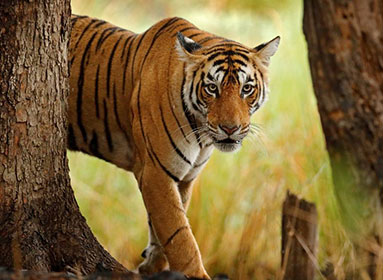 Jaipur & Ranthambore  Tour Packages